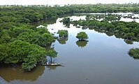Freshwater swamp forest in Gowainghat Sylhet Bangladesh photo taken in July 2016.jpg