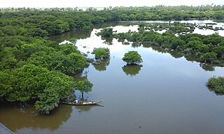 Wetland land area that is permanently or seasonally saturated with water