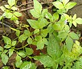 Cleome rutidosperma