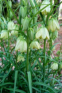 Fritillaria verticillata - Flickr - odako1 (1).jpg