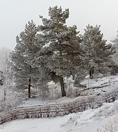 Frosty pines seen from Sågvägen in Tuntorp