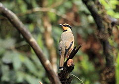 Fruitjager, Mount Kinabalu, Borneo (5836741794) .jpg