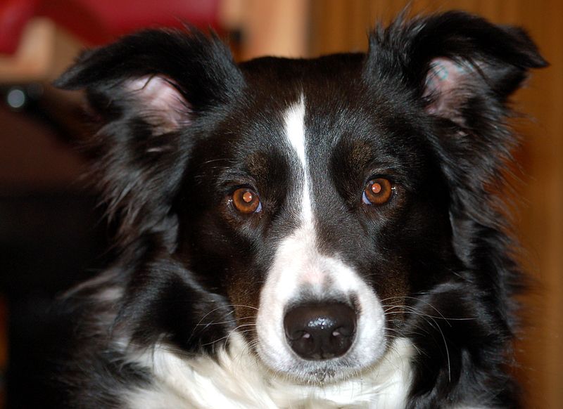 File:Głowa border collie.jpg