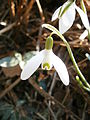 Galanthus nivalis close-up