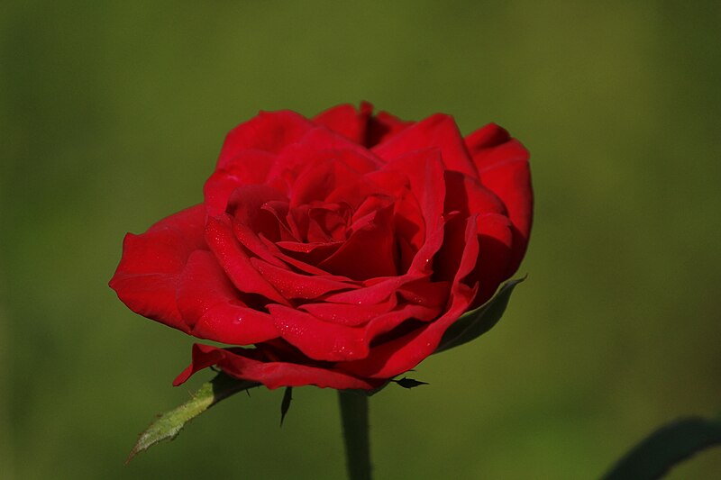 File:Garden rose2.jpg