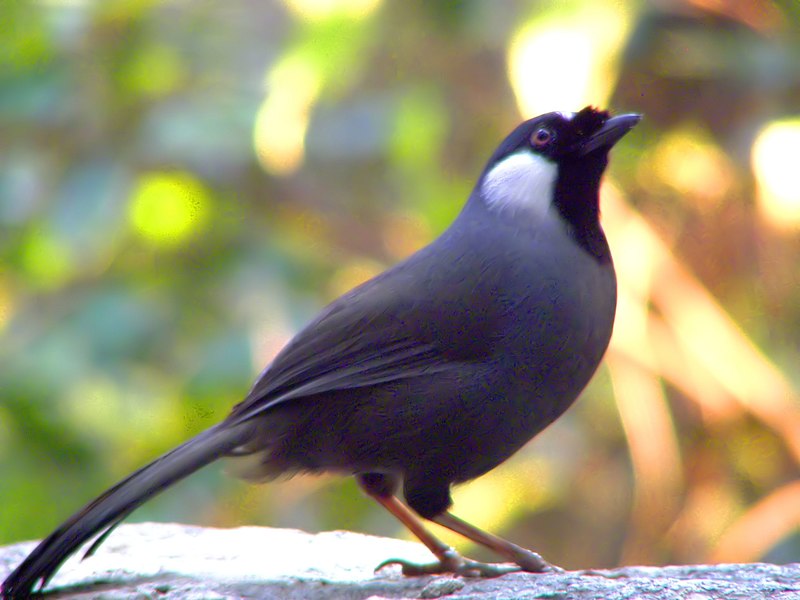 File:Garrulax chinensis - Watching.jpg