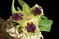 Gastrochilus retrocallus flower with 3 lips