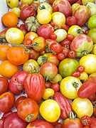 GeLa-Tomaten-Sommer.jpg