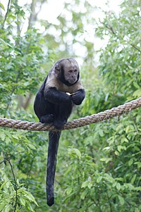 Macaco-aranha. Macaco Selvagem Isolado Com Cauda Longa Ilustração