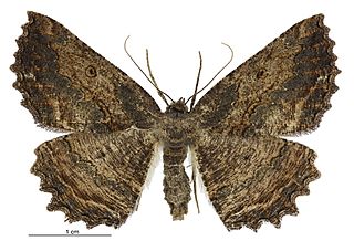 <i>Gellonia pannularia</i> Species of moth