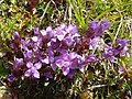 Gentianella campestris (Alpes)