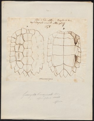 <span class="mw-page-title-main">Tricarinate hill turtle</span> Species of turtle