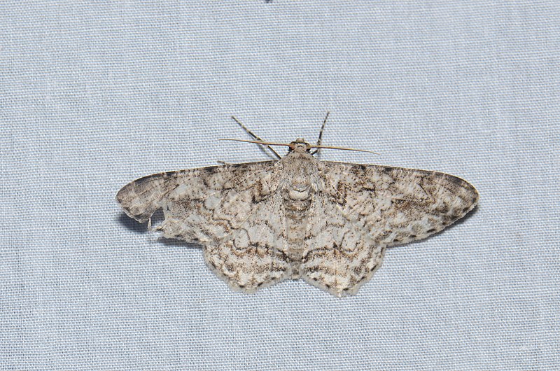 File:Geometridae (24657853882).jpg