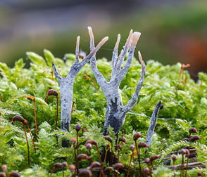 Stromas de xylaire du bois (Xylaria hypoxylon), xylariacée commune des régions tempérées. (définition réelle 2 500 × 2 143)