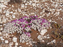 Gibbaeum pubescens in natural habitat. Gibbaeum pubescens AnysbergPICT1438.jpg