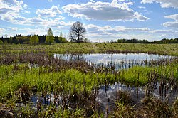 Girdiškės swamp