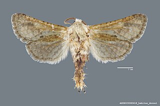 <i>Givira cornelia</i> Species of moth