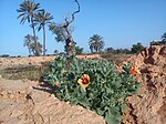 Glaucium, Djerba.jpg