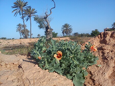 Glaucium, Djerba.jpg