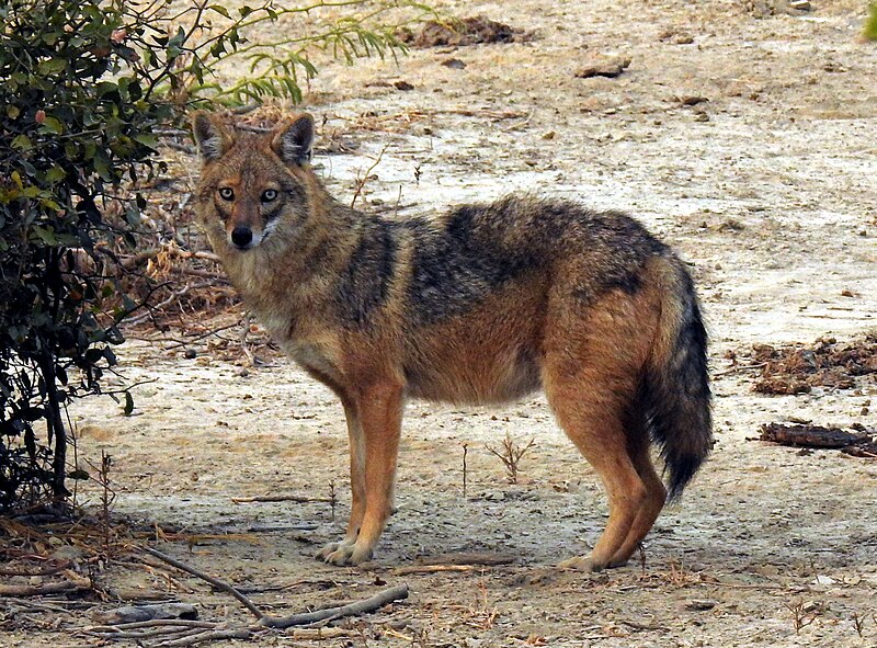 File:Golden Jackal Canis aureus by Dr. Raju Kasambe DSCN7186 (17).jpg