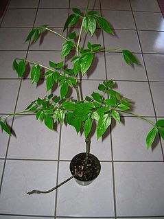 <i>Gonatopus</i> (plant) Genus of flowering plants