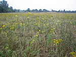 Goose Creek Grasslands