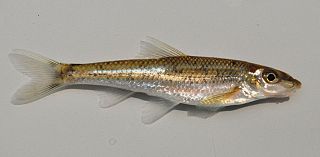 <span class="mw-page-title-main">Gravel chub</span> Species of fish