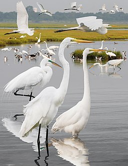 Great Egret From The Crossley ID Guide Eastern Birds