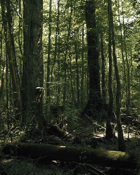 File:Great dismal swamp.jpg