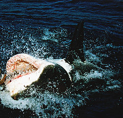 A great white shark partially out of the water with its mouth open