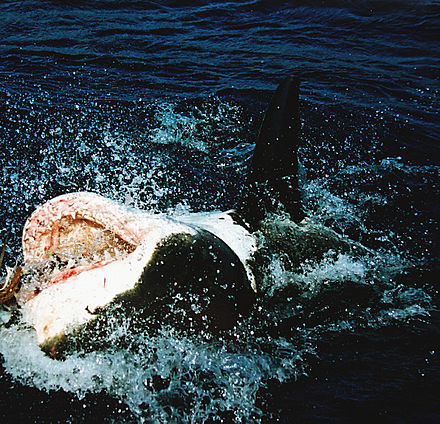 A shark turns onto its back while hunting tuna bait
