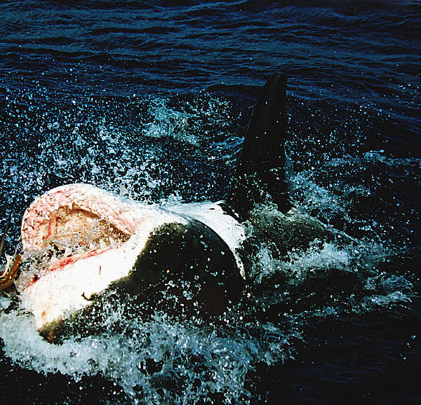 Jaws of a great white shark