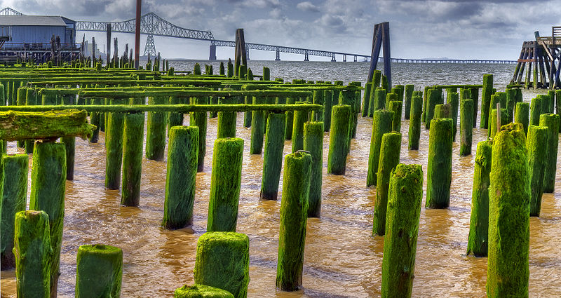 File:Green Pilings (4560895027).jpg