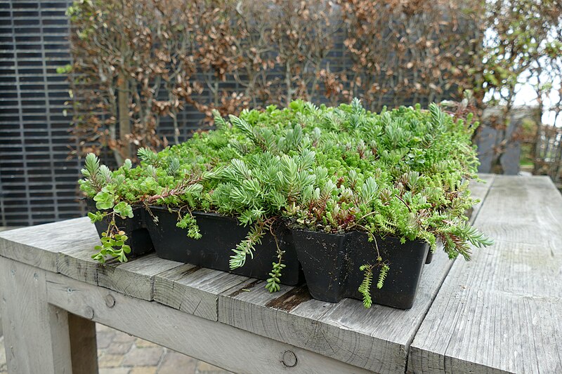 File:Green roof tray.jpg