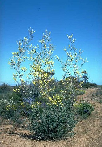 Near Newdegate Grevillea integrifolia habit.jpg