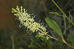 Grevillea shuttleworthiana.jpg