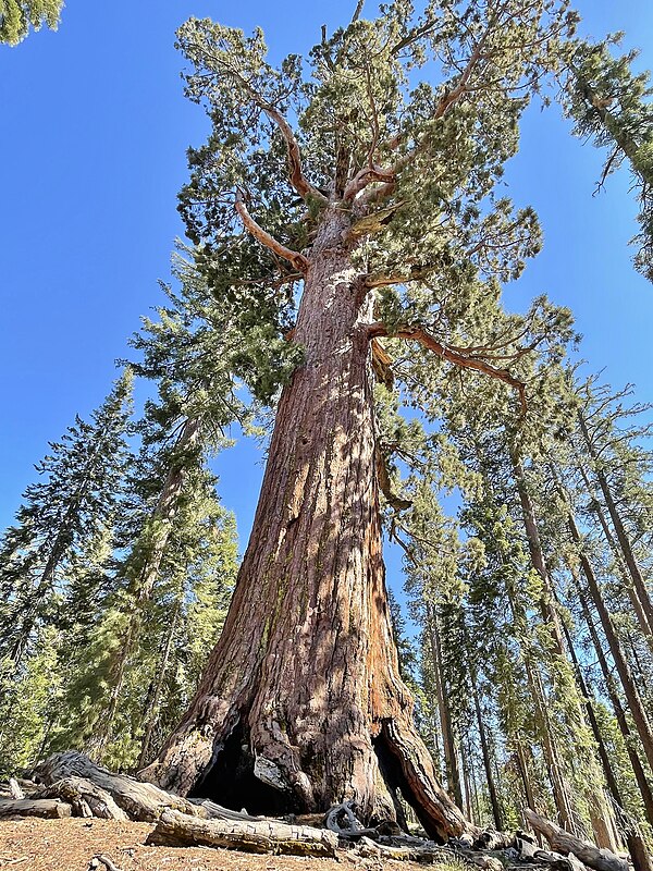 Grizzly Giant