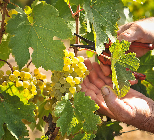 Grüner Veltliner being hand harvested at Hahndorf Hill vineyard in the Adelaide Hills