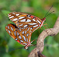 Mating Gulf fritillaries