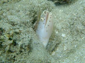 Billedbeskrivelse Gymnothorax pictus.jpg.