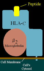 Bawdlun am HLA-C