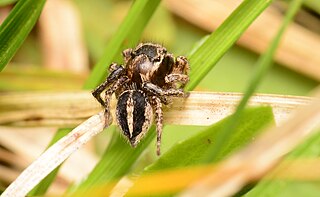 Fortune Salaire Mensuel de Habronattus Orbus Combien gagne t il d argent ? 10 000,00 euros mensuels