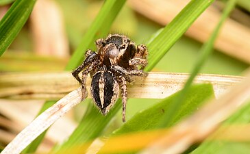 Habronattus orbus adult male dorsal.jpg