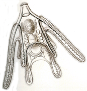 Ophiopluteus d’Ophiura albida (par Ernst Haeckel).