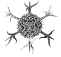 Haeckel Spumellaria detail.png