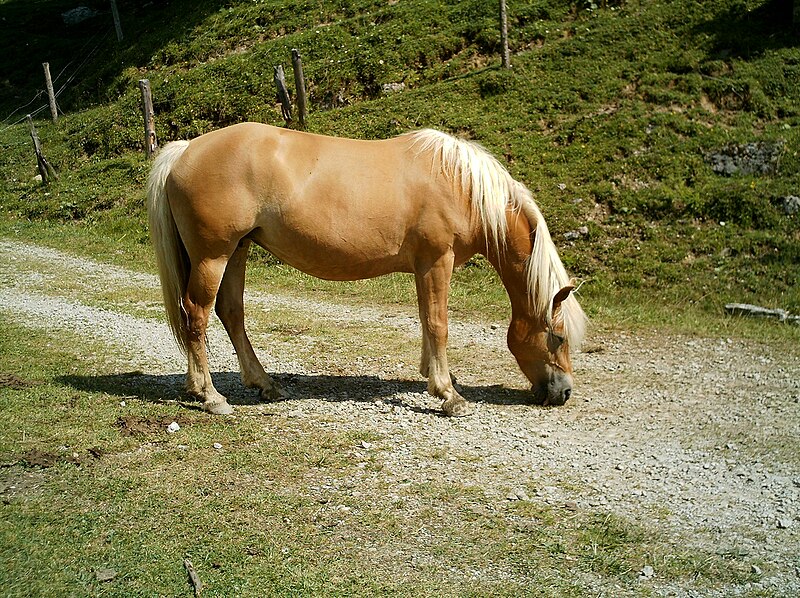 File:Haflinger Ramsau.jpg