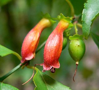 <i>Halleria</i> (plant) Genus of flowering plants