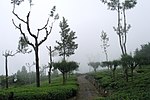 Haputale, Sri Lanka, Tea plantations and trees.jpg
