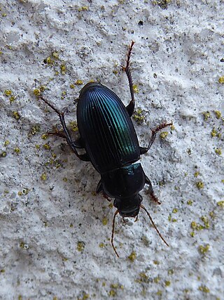 <i>Harpalus honestus</i> Species of beetle
