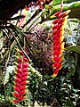 Heliconia rostrata